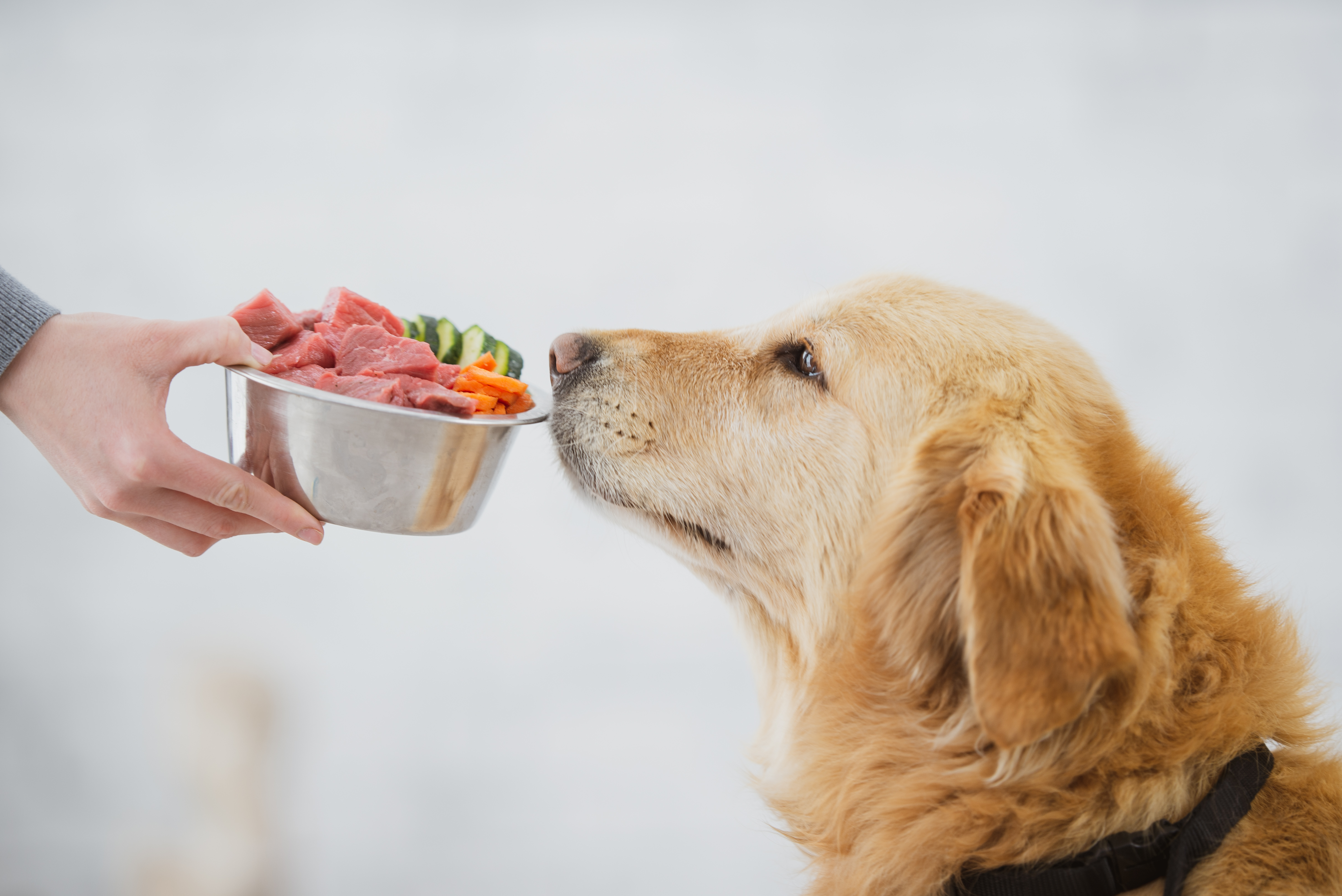 sustainable dog food brands