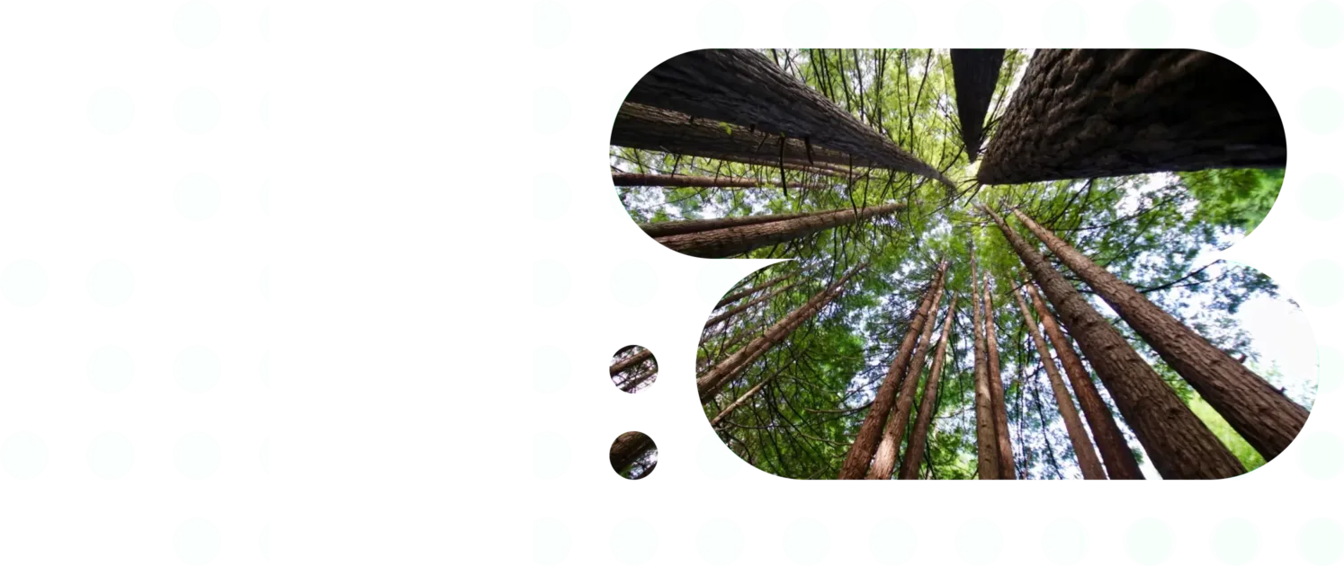 An image of tall pine trees in a forest looking up from the ground.