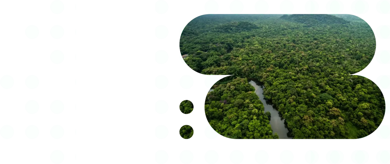 An aerial view of a forest with a river running through it.